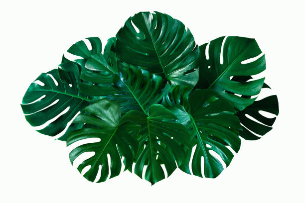 closeup beautiful monstera leaf isolated on white background - rainforest cheese plant philodendron leaf vein imagens e fotografias de stock