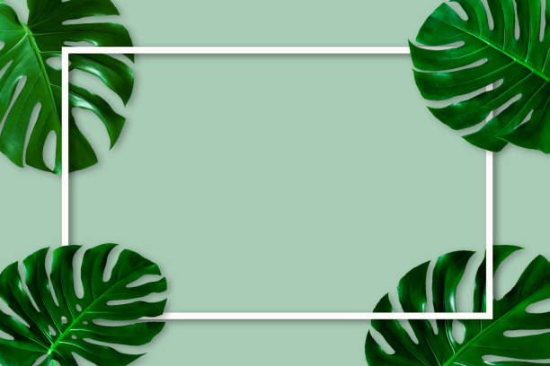 istock Natural green monstera leaf with white frame on pastel green background 1252259336
