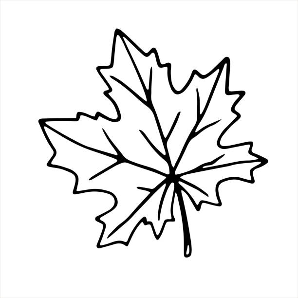 白い背景に分離された手描きのカエデの葉の輪郭。落書きスタイルで秋、自然、カナダのベクトルシンボル - maple leaf leaf autumn single object点のイラスト素材／クリップアート素材／マンガ素材／アイコン素材