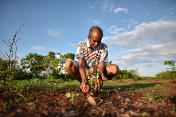 istock Senior man planting a tree 1252261694