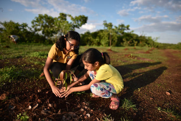 istock Sisters planting a Mango tree plant 1252262214