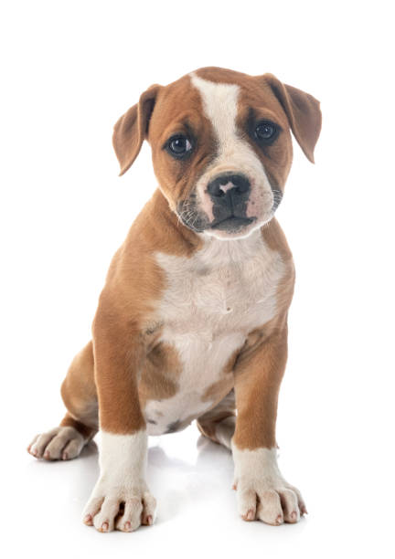 istock puppy american bulldog 1252264334