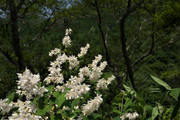istock Jasmine in full bloom in the forest 1252264394