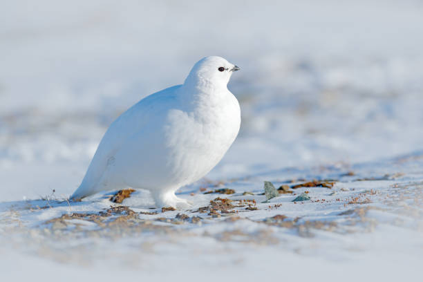 Rock Ptarmigan, Lagopus mutus, white bird sitting on snow, Norway. Cold winter, north of Europe. Wildlife scene in snow. White bird hidden in white habitat. Art view of nature. Hidden in snow. rock ptarmigan, lagopus mutus, pájaro blanco sentado en la nieve, noruega. invierno frío, norte de europa. escena de vida silvestre en la nieve. ave blanca escondida en hábitat blanco. vista artística de la naturaleza. oculto en la nieve.