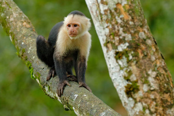 istock White-headed Capuchin, black monkey sitting on the tree branch in the dark tropic forest. Cebus capucinus in gree tropic vegetation. Animal in the nature habitat. Green wildlife of Costa Rica. 1252266237