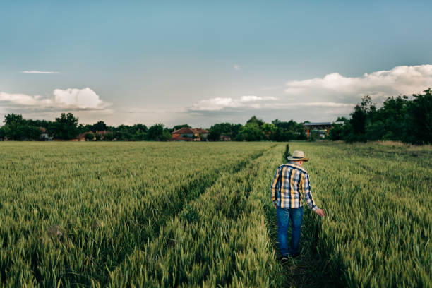istock A young farmer inspecting cereals 1252269001