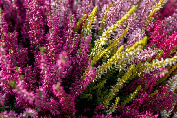 Beautiful red, white and pink heather blossoms closeup. Autumn flowers heather background. Beautiful red, white and pink heather blossoms closeup. Autumn flowers heather background. heather photos stock pictures, royalty-free photos & images