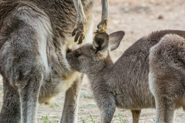 istock Grey Kangaroo joey drinking milk 1252270799