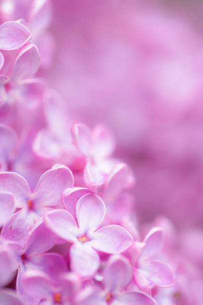 istock Pink lilac flowers 1252271294