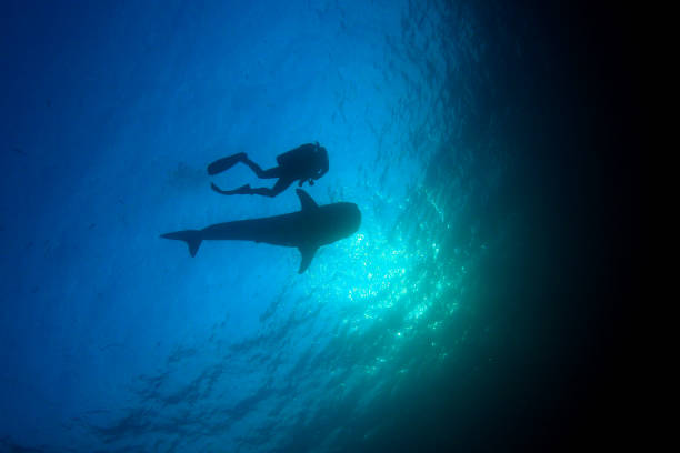 istock Whale Shark and scuba divers 1252271299