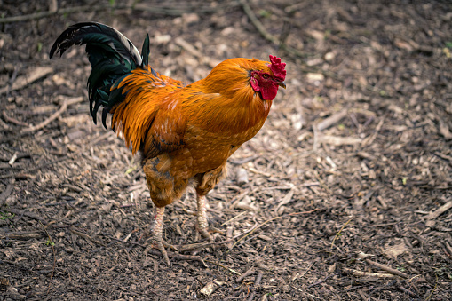 Close-up of a big rooster in the netherlands