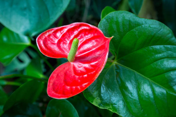 istock Anthurium, flamingo red flower. 1252274276