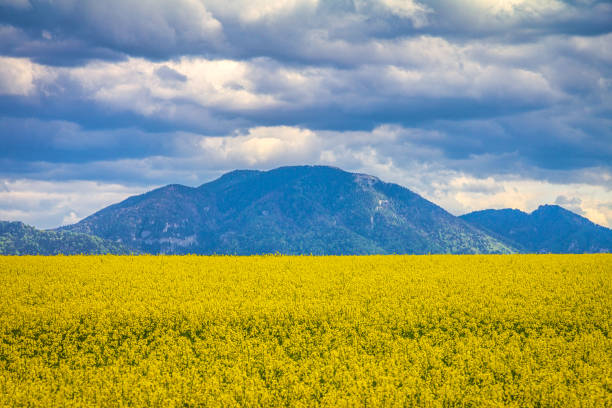 istock Landscape with fields of oilseed rape. 1252274463