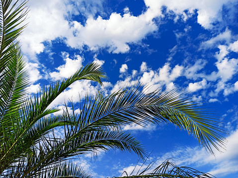 Palm tree on a background of blue sky with white clouds on a sunny day. Beautiful tropical landscape of dreams on a summer background for rest and relaxation