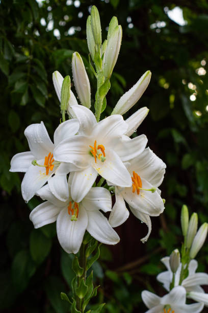 istock White lily in the garden 1252275573