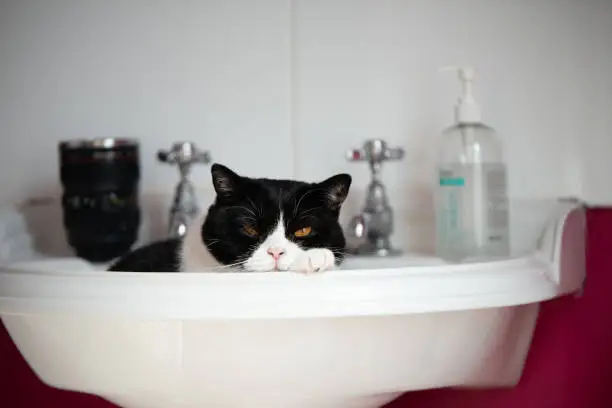 Photo of Cat in a sink