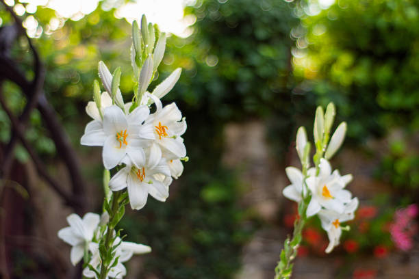 White lily in the garden. Lilium longiflorum