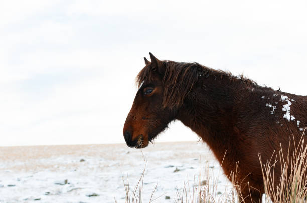 istock Pony in the Snow 1252275707