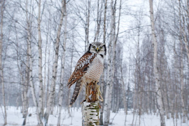 Hawk Owl in nature forest habitat during cold winter. Wildlife scene from nature. Birch tree forest with bird. Owl, snow Finland. Nature of north Europe. Snowy winter scene with hawk owl, Surnia ulula búho halcón en hábitat de bosque natural durante el invierno frío. escena de vida silvestre de la naturaleza. bosque de abedul con pájaro. búho, nieve finlandia. naturaleza del norte de europa. escena nevada de invierno con búho halcón, surnia ulul