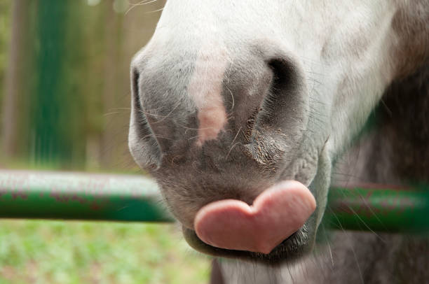 cara de caballo y captura increíble de la lengua en forma de corazón - animal tongue fotografías e imágenes de stock