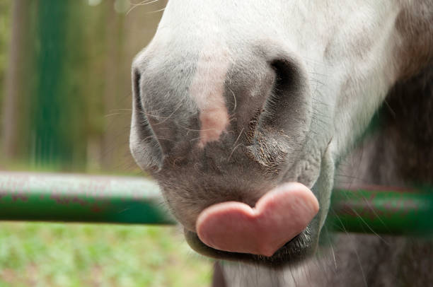 Horse face and amazing capture of the tongue in the shape of heart Closeup of cute and funny horse nose with nostrils and mouth, animal love concept horse his tongue out stock pictures, royalty-free photos & images