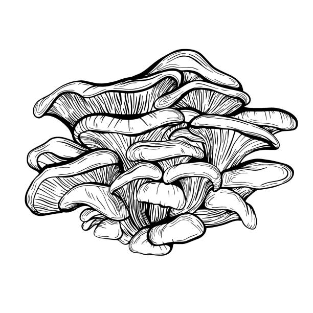Oyster mushrooms isolated Oyster mushrooms isolated on a white background. Edible mushrooms also grow on trees . Delicious forest mushrooms.Vegan food. Hand drawn vector illustration oyster mushroom stock illustrations