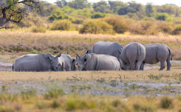 istock endangered white rhinoceros Botswana, Africa 1252277061