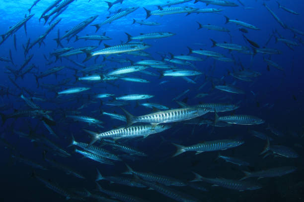 photo de poisson de barracuda - barracuda photos et images de collection