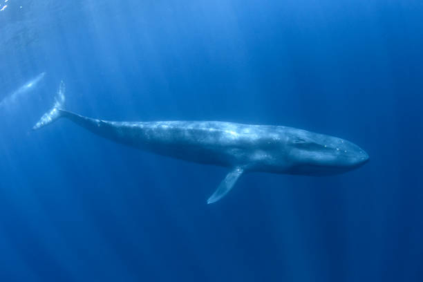 Blue Whale Underwater Stock Photos, Pictures & Royalty-Free Images - iStock
