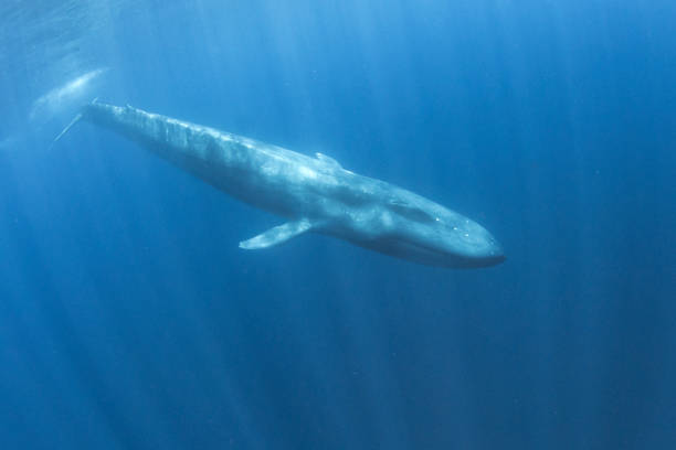 Blue Whale - fotografia de stock