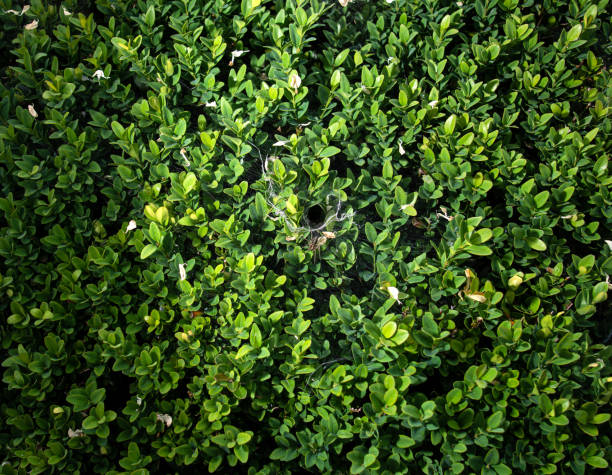 istock Spider and cobweb on the bush 1252280364