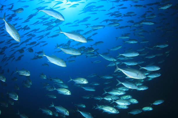 잭 피쉬 - tuna sea underwater fish 뉴스 사진 이미지