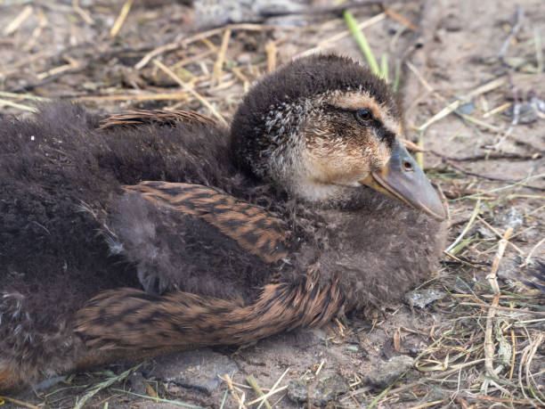 istock A motley gray duck 1252285337