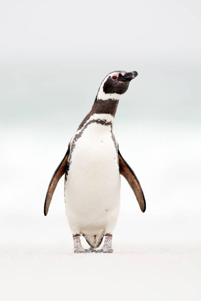 istock Magellanic penguin, Spheniscus magellanicus, on the white sand beach, ocean wave in the background, Falkland Islands. Penguin in Antarctica 1252285501