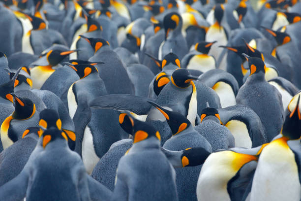 könig pinguin kolonie. viele vögel zusammen, auf den falklandinseln. tierweltszene aus der natur. tierverhalten in der antarktis. pinguin nistkolonie. kunstansicht auf die natur. pinguine gruppe in der natur lebensraum. - antarctica penguin bird animal stock-fotos und bilder