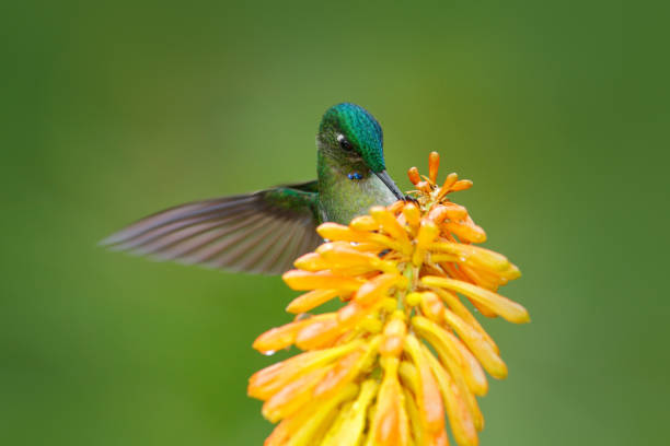 istock Bird sucking nectar. Hummingbird Long-tailed Sylph eating nectar from beautiful yellow strelicia flower in Ecuador. Flower with hummingbird. 1252286065