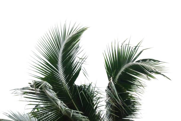 istock Coconut leaves with branches on white isolated background for green foliage backdrop 1252286564