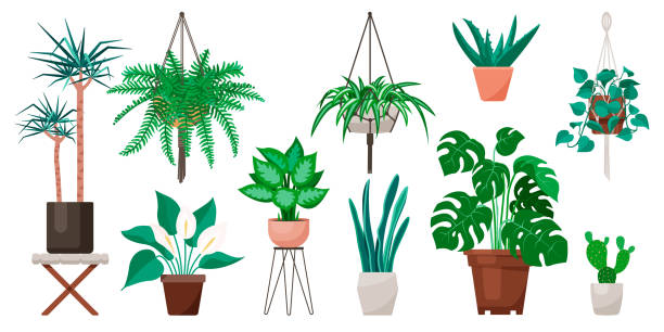 Popular indoor plants on white background Vector set of indoor plants and flowers in pots. Modern and trendy home decor chlorophytum comosum stock illustrations