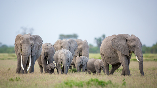 Elephant family with a female elephant and a baby amongst others walking and eating grass in Amboseli National Park in Kenya