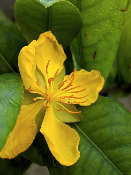 istock Yellow flower in full bloom 1252288126