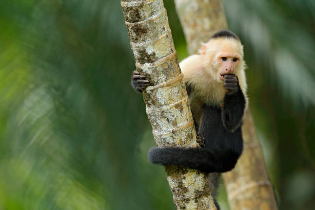 istock Black monkey White-headed Capuchin sitting on the tree branch in the dark tropic forest. Cebus capucinus in gree tropic vegetation. Animal in the nature habitat. Green wildlife of Costa Rica. 1252289378