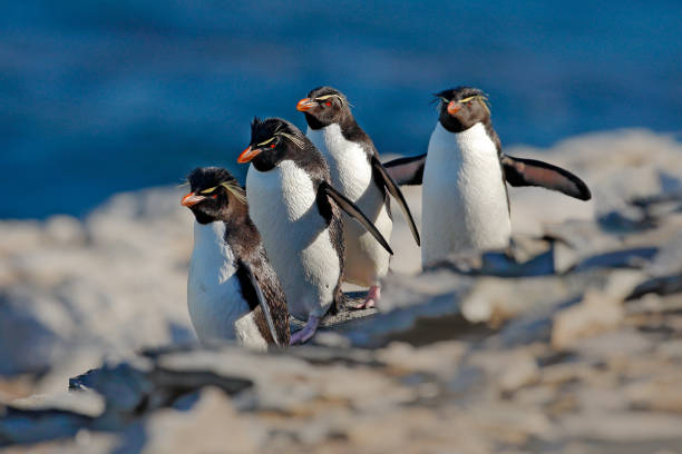 rockhopper pinguin, eudyptes chrysocome, mit verschwommenen dunkelblauen meer im hintergrund, sea lion island, falkland-inseln. tierszene aus der natur. vogel auf dem felsen. vier pinguine laufen auf dem felsen - antarctica penguin bird animal stock-fotos und bilder