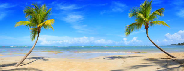 istock Palm trees and tropical beach on Caribbean sea as background. 1252289816