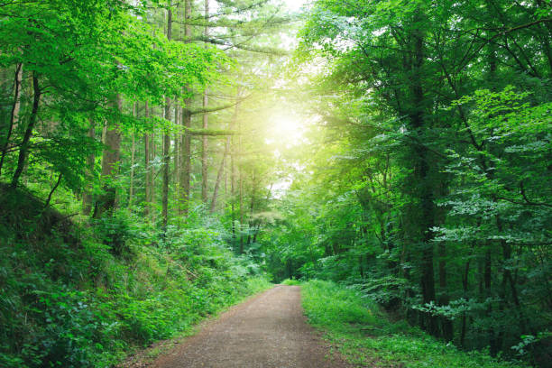 istock Sunshine in the summer forest with trees and path. 1252290006