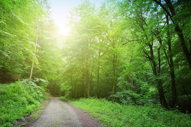 istock Sunshine in the summer forest with trees and grass. 1252290026