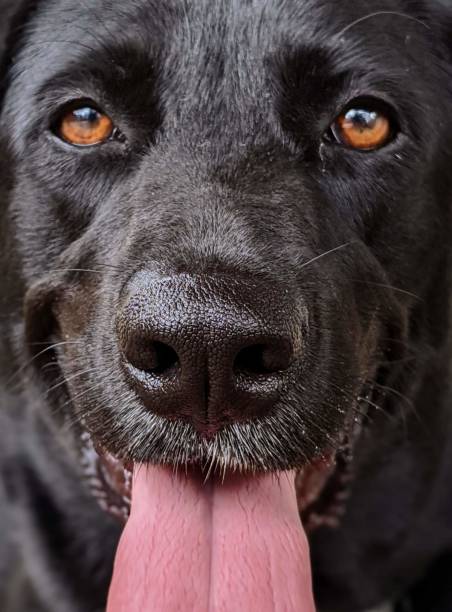 istock Black Labrador retriever dog 1252290124