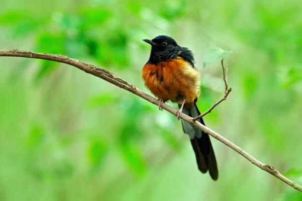 istock White-rumped shama, Copsychus malabaricus, bird sitting on the branch with light green background, China, Wildlife scene from Asia. Rare bird from forest. 1252292379