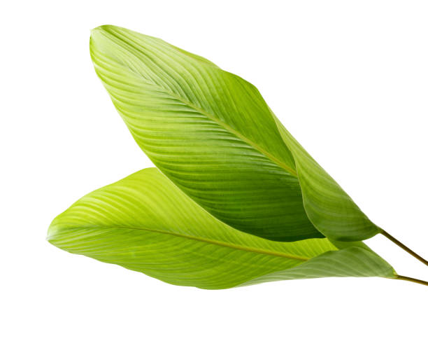istock Calathea foliage, Exotic tropical leaf, Large green leaf, isolated on white background with clipping path 1252292678