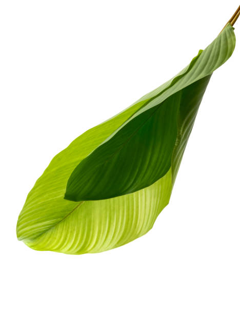istock Calathea foliage, Exotic tropical leaf, Large green leaf, isolated on white background with clipping path 1252292727