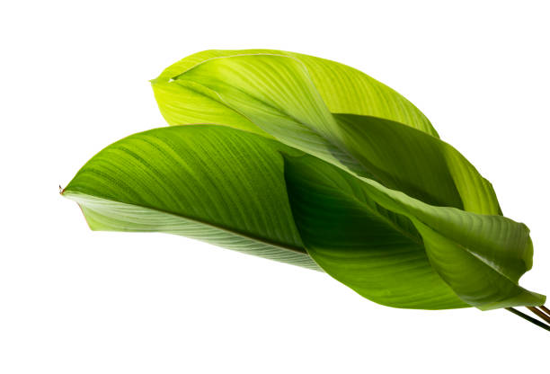 istock Calathea foliage, Exotic tropical leaf, Large green leaf, isolated on white background with clipping path 1252292744